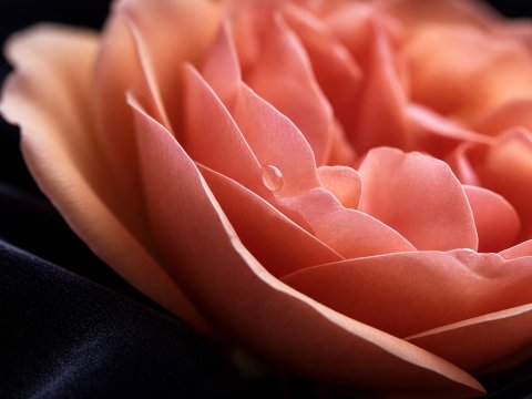 Rosenblüte im Morgenlicht – Leinwandbild