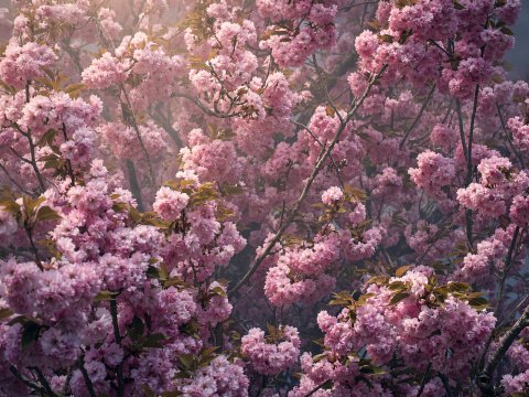 Pinkes Licht zwischen den Zweigen – Leinwandbild