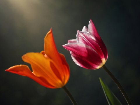 Tulpen im Gegenlicht – Leinwandbild