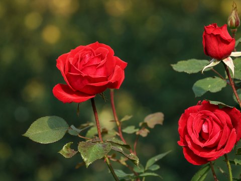 Rosenrot im Lichtbad – Leinwandbild