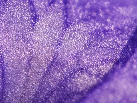 Violettes Gefunkel im Licht – Leinwandbild