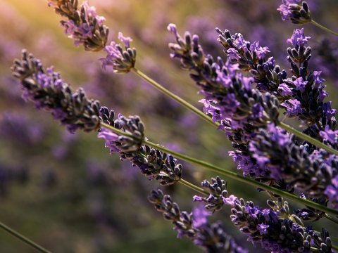 Lavendelimpression im Lichtschatten – Leinwandbild