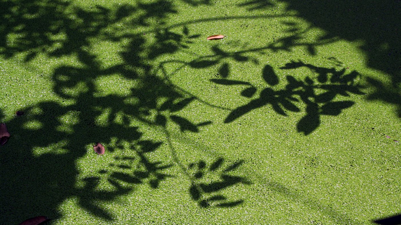 Schatten der Natur auf grünem Moos – Fantasy-Motive Leinwandbild