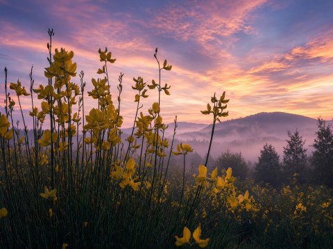 Abenddämmerung im Blütenfeld – Leinwandbild