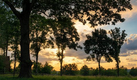 sonnenuntergang, bäume, wiese, silhouette, goldeneslicht, frieden, landwirtschaft, sommer, natur, himmel, wolken, dämmerung, ruhe, landschaft, holz, zaun, vögel, warm, erinnerung, idylle, szenisch, kunstdruck, leinen, acryl – Leinwandbild
