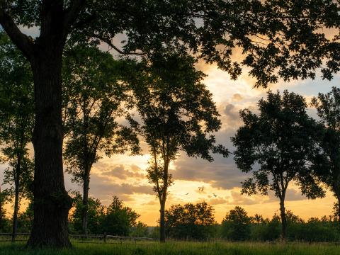 Tanz der Schatten im Abendlicht – Leinwandbild