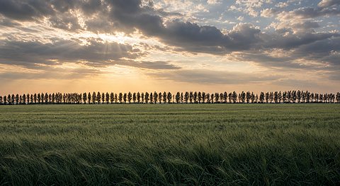 weizenfeld, sonnenuntergang, wolken, goldenes licht, silhouette, landwirtschaft, frieden, sommer, grüntöne, dramatisch, horizont, naturlandschaft, korn, stille, himmel, landschaftsfotografie, ernte, wetter, lichteffekt, ruhe, baumreihe, feld, abenddämmerung, kunstdruck, acryl – Leinwandbild