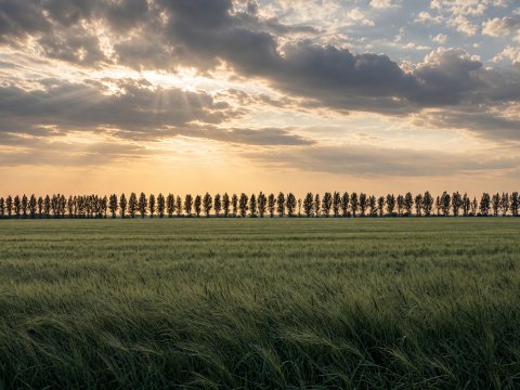 Sonnenuntergang über Feld mit Baumreihe – Leinwandbild