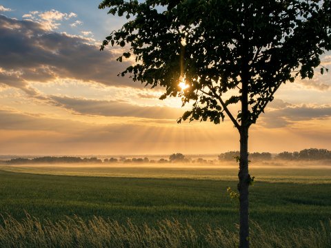 Einsamer Baum bei Sonnenuntergang – Leinwandbild