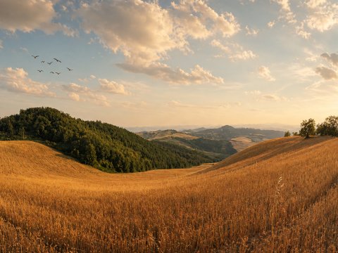 Goldene Felder unter blauem Himmel – Leinwandbild