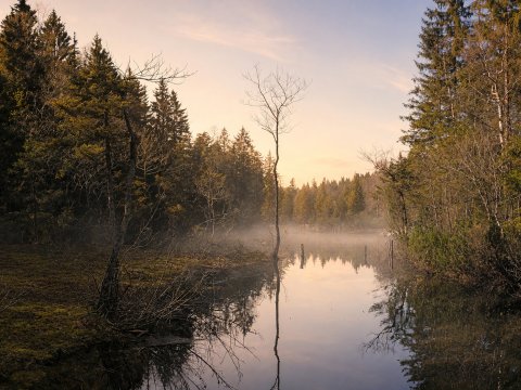 Spiegelnder Waldsee im Frühling – Leinwandbild