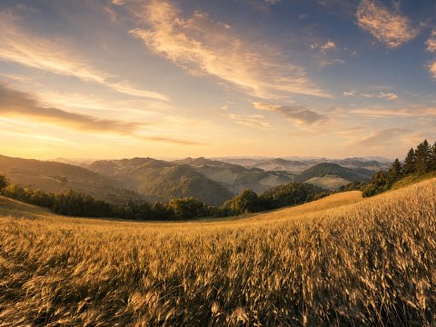 Goldene Weizenfelder unter blauem Himmel – Leinwandbild