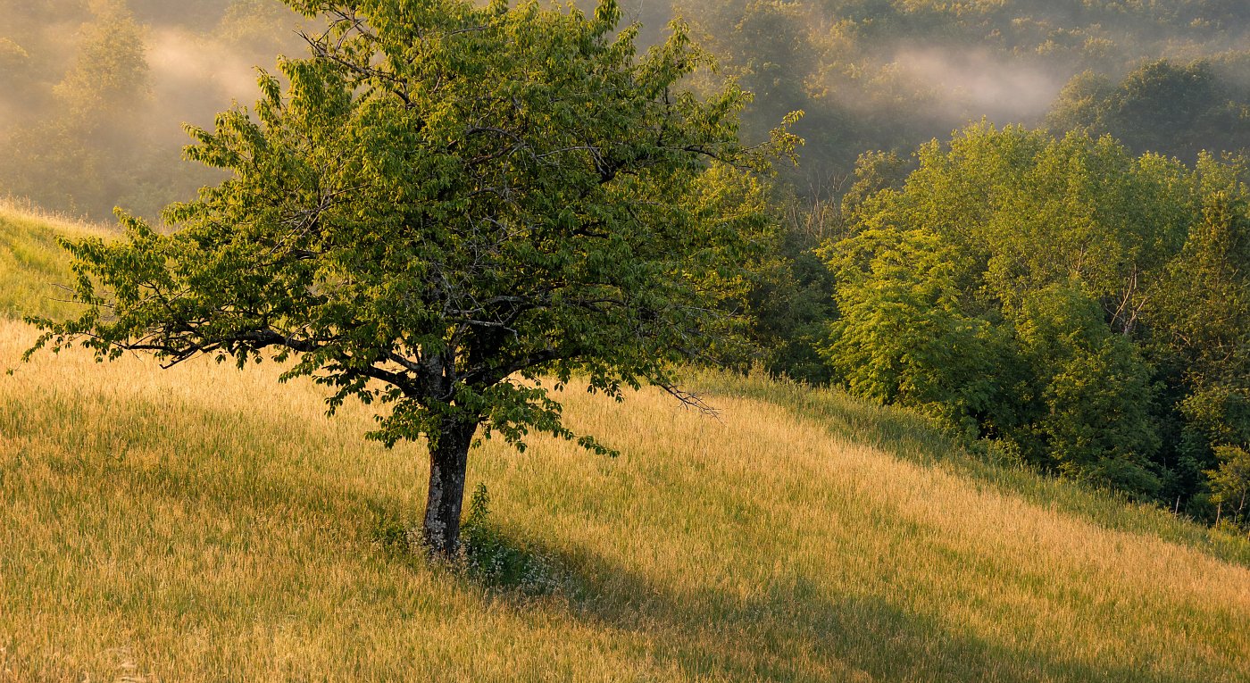 Einsamer Baum auf sonnigem Hügel – Landschaften Leinwandbild