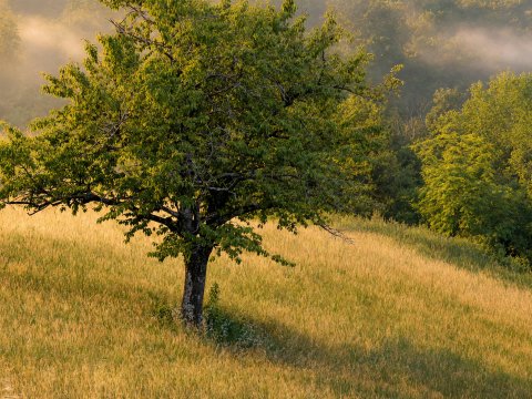 Einsamer Baum auf sonnigem Hügel – Leinwandbild