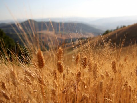 Goldener Weizen und sanfte Hügel im – Leinwandbild