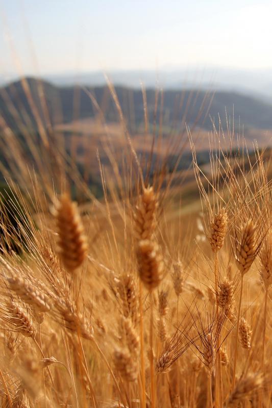 Goldener Weizen und sanfte Hügel im – Leinwandbild