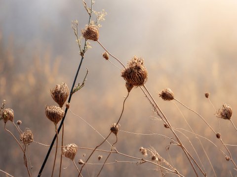 Herbstliche Silhouetten im – Leinwandbild