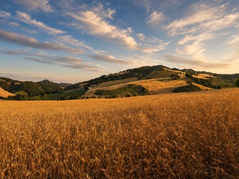 Goldene Hügel unter endlosen Himmel – Leinwandbild