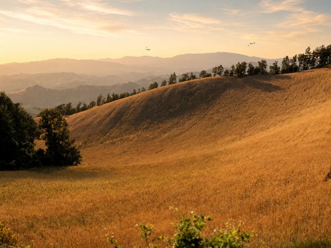 Hügel im goldenen Dämmer – Leinwandbild