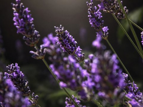 Lavendelröte über grüner Tiefe – Leinwandbild
