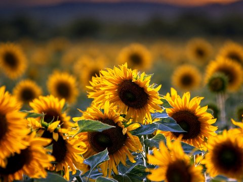 Goldene Sonnenwende – Leinwandbild
